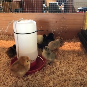 Chicks4